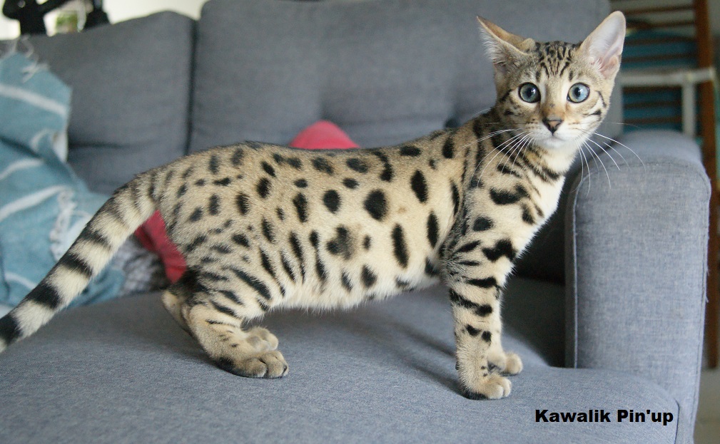 bengal brown spotted